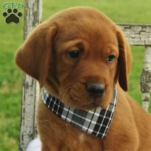Fireside Blaze, Fox Red Labrador Retriever Puppy